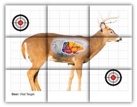 deer target printable.